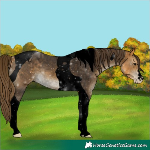 Horse Color:Void Buckskin Tobiano Appaloosa 