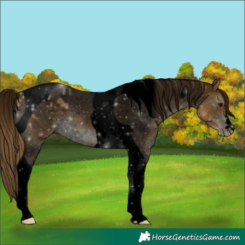 Horse Color:Void Buckskin Tobiano Appaloosa 