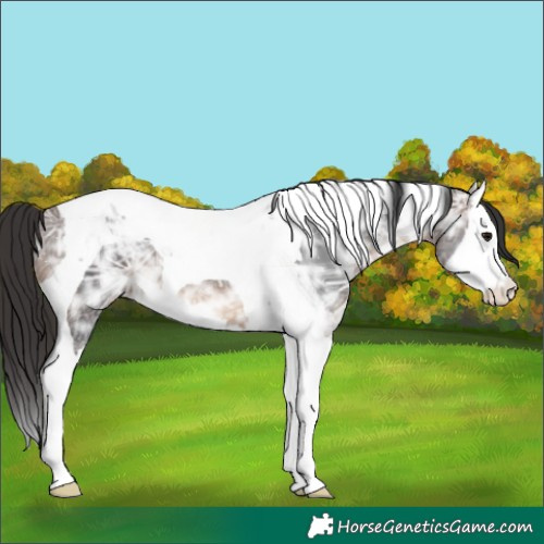Horse Color:Brown Ice Splash Tobiano 