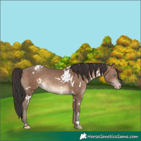Horse Color:White Spotted Sable Champagne Rabicano 