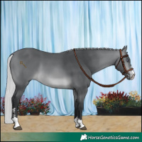 Horse Color:Silver Brown Chinchilla 
