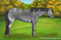 Horse Color:Unknown 