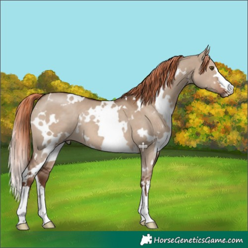 Horse Color:White Spotted Liver Red Dun 