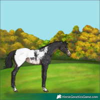 Horse Color:Brown Snowcap 