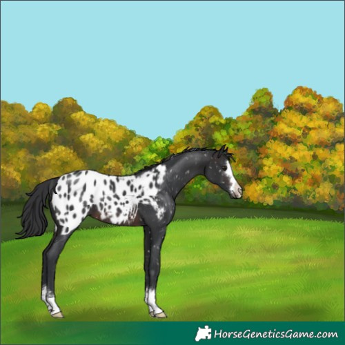 Horse Color:Brown Appaloosa 