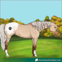 Horse Color:Silver Bay Dun Snowcap