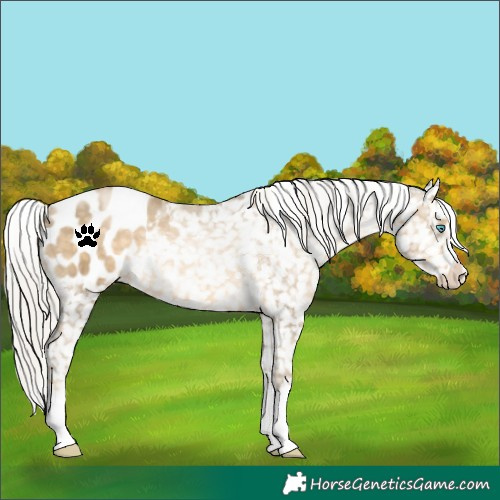 Horse Color:Silver Buckskin Pearl Snowflake Varnish 