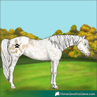 Horse Color:Silver Buckskin Pearl Snowflake Varnish