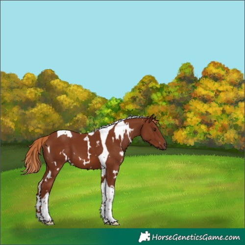 Horse Color:White Spotted Chestnut Tobiano