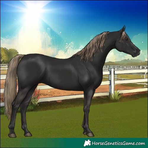 Horse Color:Liver Chestnut 