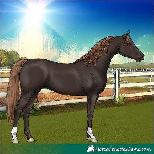 Horse Color:Liver Chestnut 