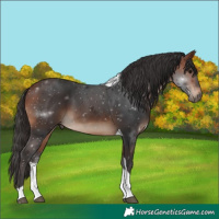 Horse Color:Bay Tobiano 