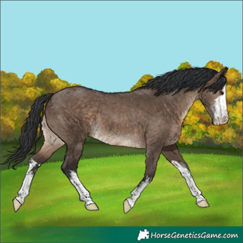 Horse Color:White Spotted Brown Dun 