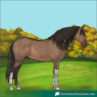 Horse Color:Liver Red Dun Tobiano 