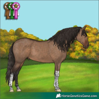 Horse Color:Liver Red Dun Tobiano