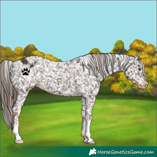Horse Color:Liver Chestnut Appaloosa 