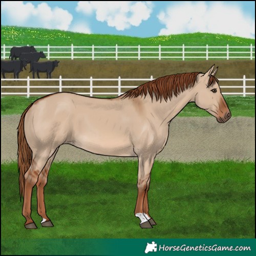Horse Color:Red Dun 