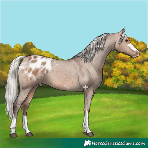 Horse Color:Silver Bay Dun Appaloosa 