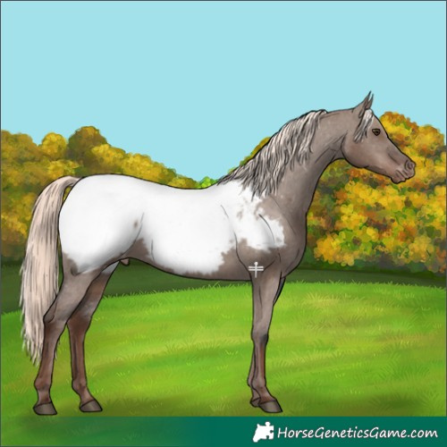 Horse Color:Liver Red Dun Mushroom Appaloosa 