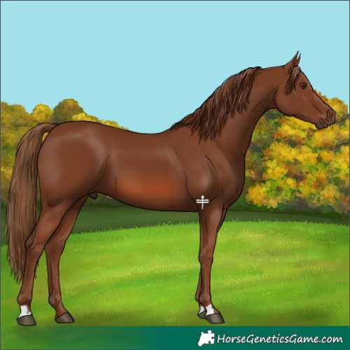 Horse Color:Chestnut 