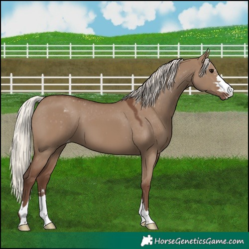 Horse Color:Silver Grullo Appaloosa 