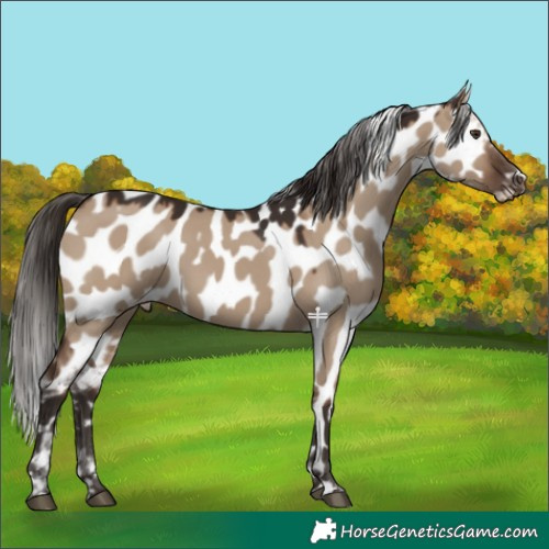 Horse Color:Liver Red Dun Appaloosa 