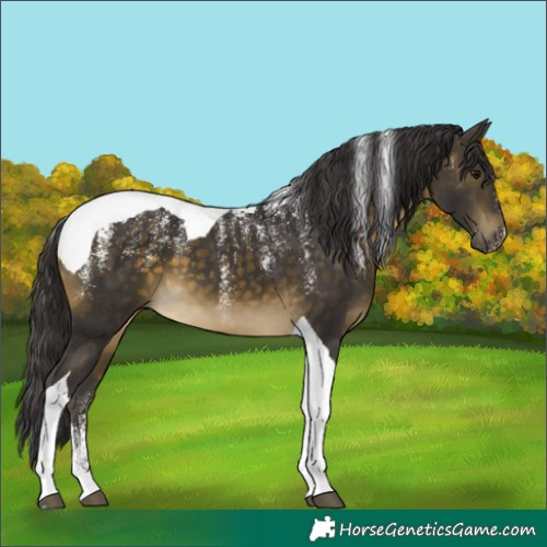 Horse Color:Powder White Buckskin Tobiano