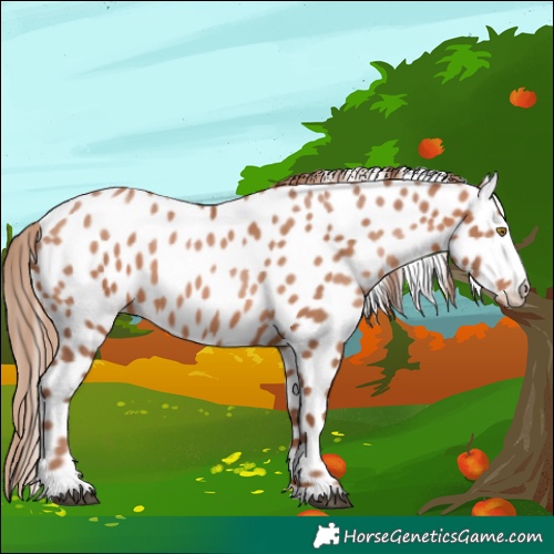 Horse Color:Brown Pearl Appaloosa 
