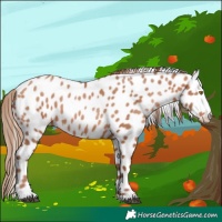 Horse Color:Brown Pearl Appaloosa 