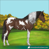 Horse Color:White Spotted Liver Chestnut Tobiano 