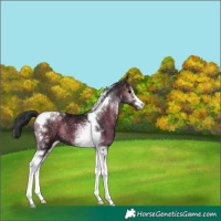 Horse Color:Blue Onyx Ice Tobiano
