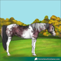 Horse Color:Blue Onyx Ice Tobiano 