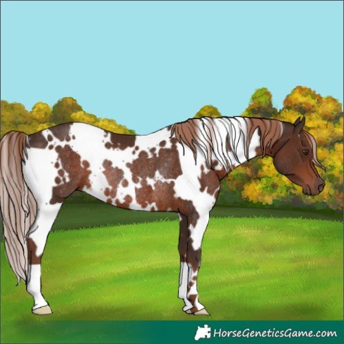 Horse Color:White Spotted Liver Chestnut Rabicano 