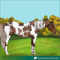 Horse Color:White Spotted Liver Chestnut Rabicano