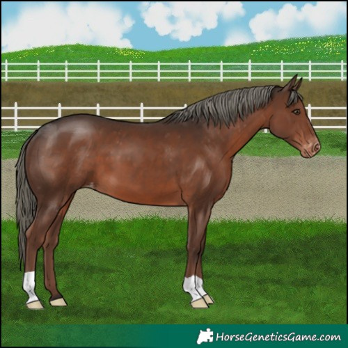 Horse Color:Liver Chestnut Mushroom Appaloosa 