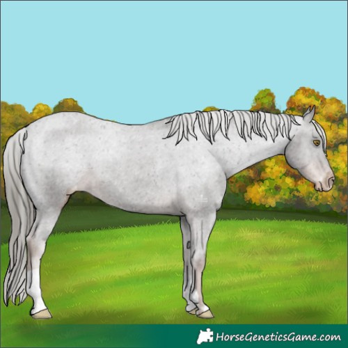 Horse Color:Liver Chestnut Mushroom Appaloosa 