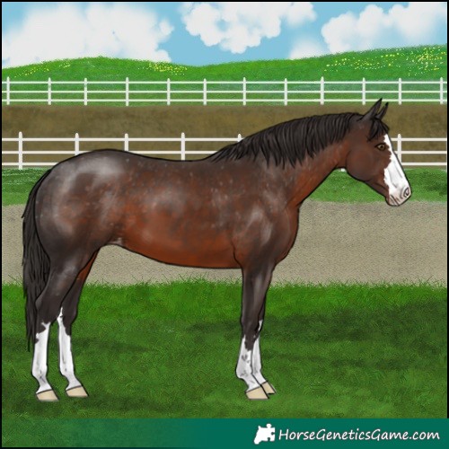 Horse Color:Liver Chestnut Appaloosa 