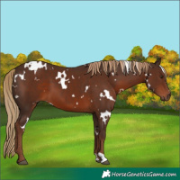 Horse Color:White Spotted Liver Chestnut 
