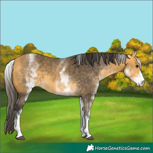 Horse Color:White Spotted Buckskin 