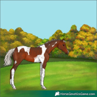 Horse Color:Silver Brown Tobiano 