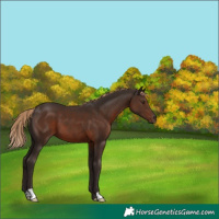 Horse Color:Liver Chestnut 