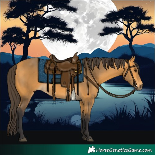 Horse Color:Buckskin 