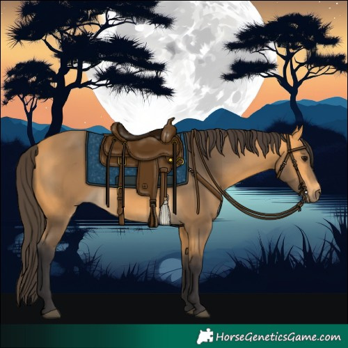 Horse Color:Buckskin 