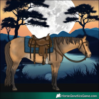 Horse Color:Buckskin 