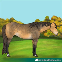 Horse Color:Buckskin 