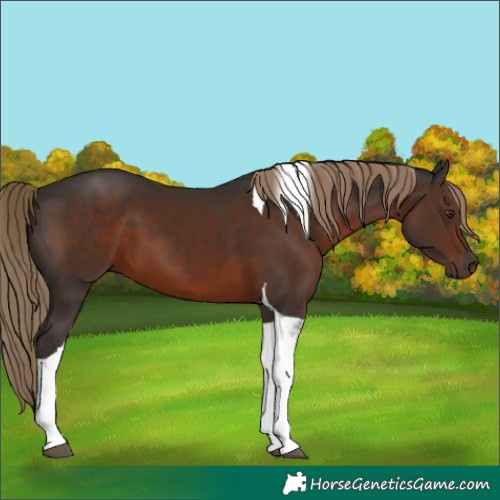 Horse Color:Liver Chestnut Tobiano 