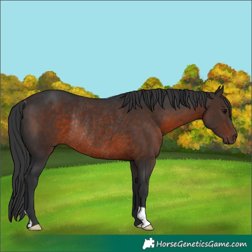Horse Color:Brown Rabicano 