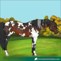 Horse Color:White Spotted Brown 