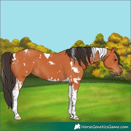 Horse Color:White Spotted Bay Tobiano 