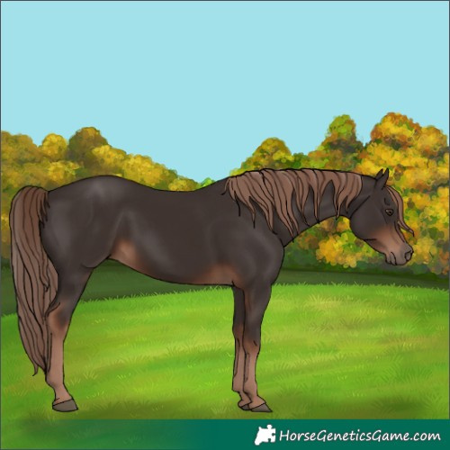 Horse Color:Liver Chestnut Rabicano 